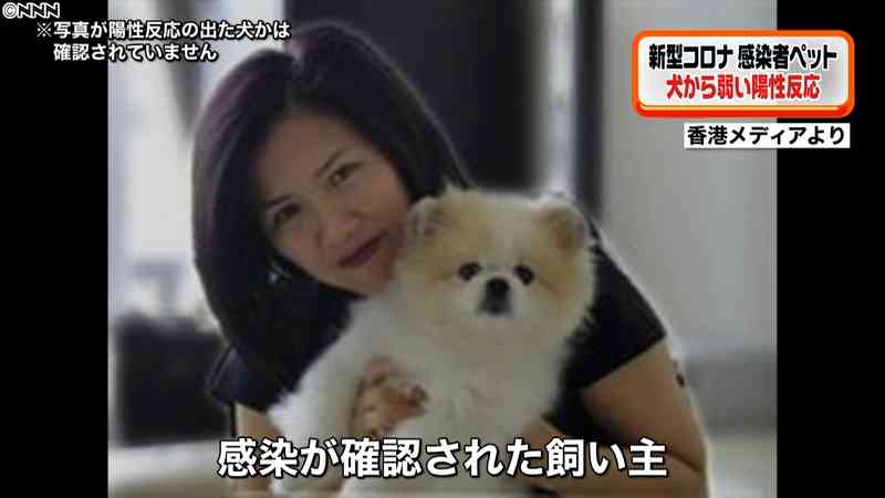 新型コロナ　感染者の飼い犬から陽性反応｜日テレNEWS24