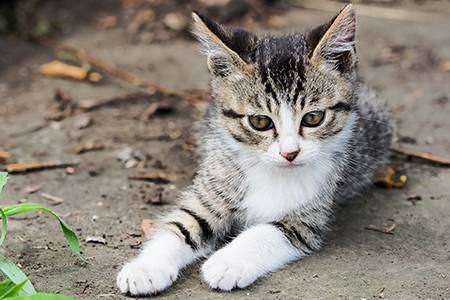 結局一番かわいい猫種ランキング　3位「マンチカン」2位「アメショ」　1位は…