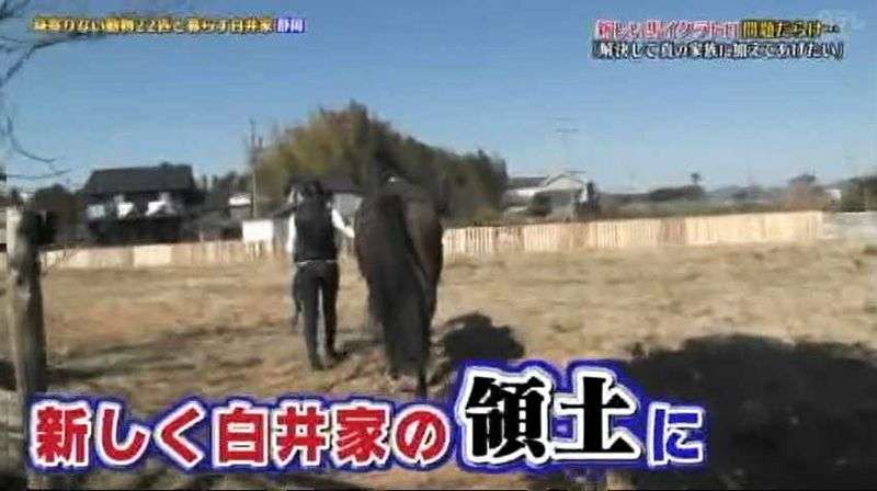 《志村どうぶつ園「白井家」に行政指導》愛馬ラスティの「放牧場」は所有者に無断使用の農地だった