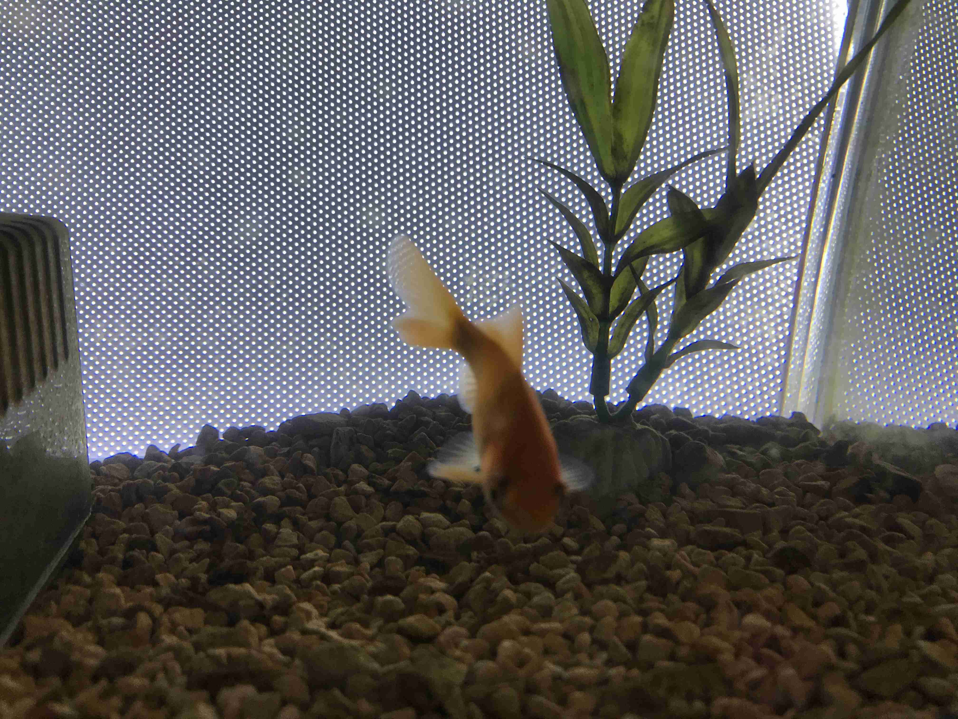 《身バレしない程度に》お宅の愛魚さん見せて下さい。