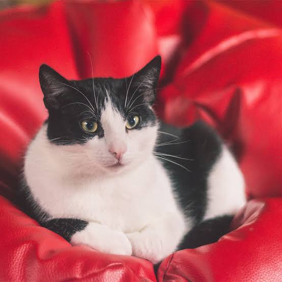 【飼い猫】お悩み相談室