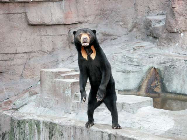 動物園にいる  主役にはなれないけど私はこの子が好きなの！と紹介したい動物