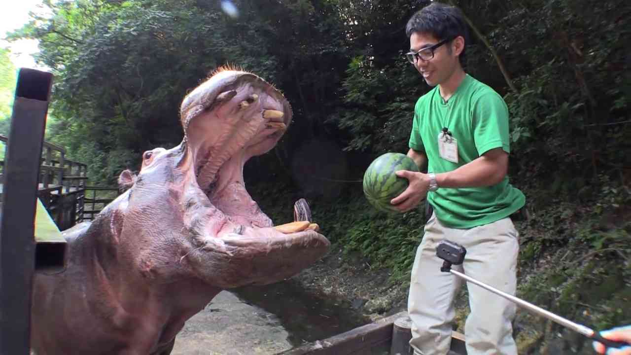 スゴイ人気!カバの食事動画が1億回再生、長崎の動植物園「経営に貢献」