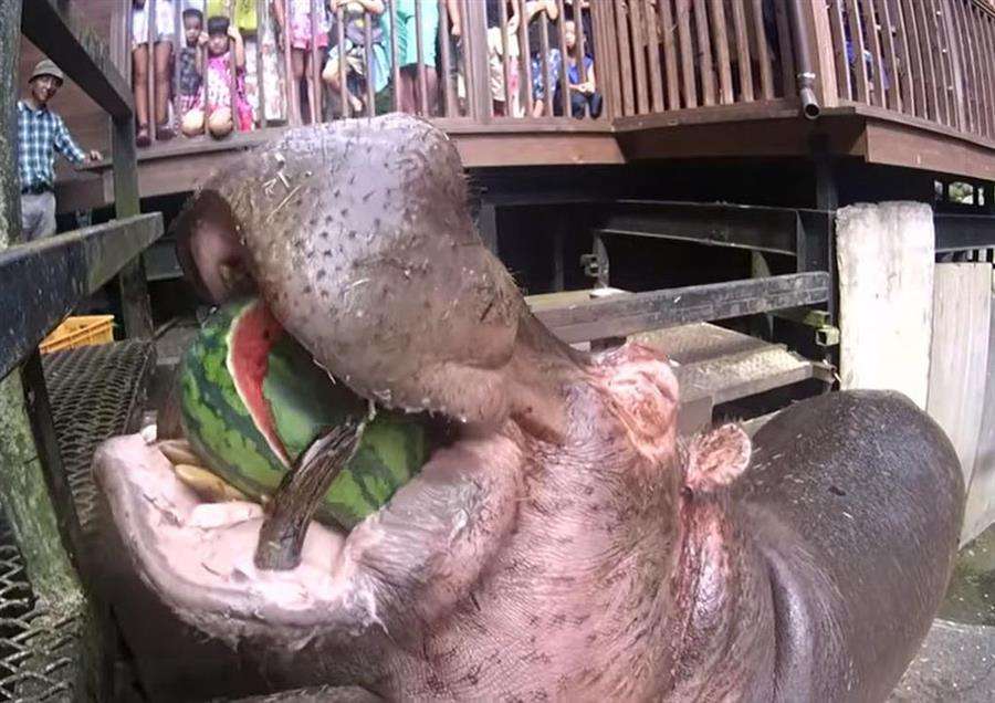 スゴイ人気！カバの食事動画が１億回再生、長崎の動植物園「経営に貢献」  - 芸能社会 - SANSPO.COM（サンスポ）
