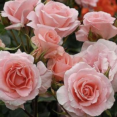 天皇・皇后両陛下、今春に訪英