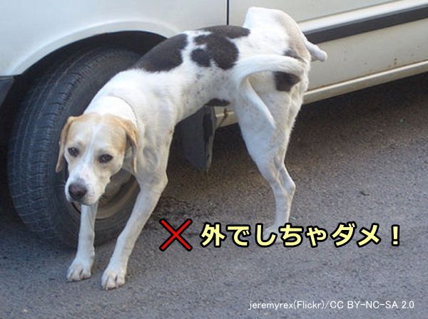 犬のトイレのしつけ～ごほうびや囲いを使って効果的に排泄トレーニングをする方法 | 子犬のへや