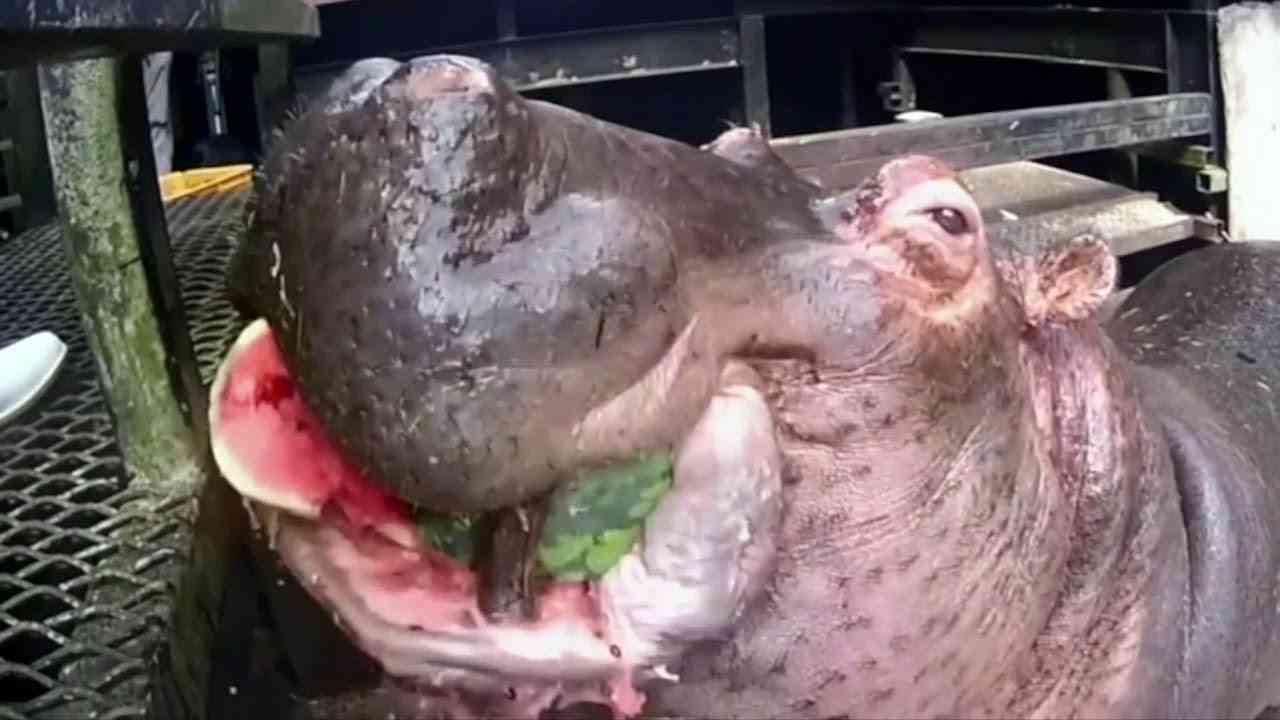 スゴイ人気!カバの食事動画が1億回再生、長崎の動植物園「経営に貢献」