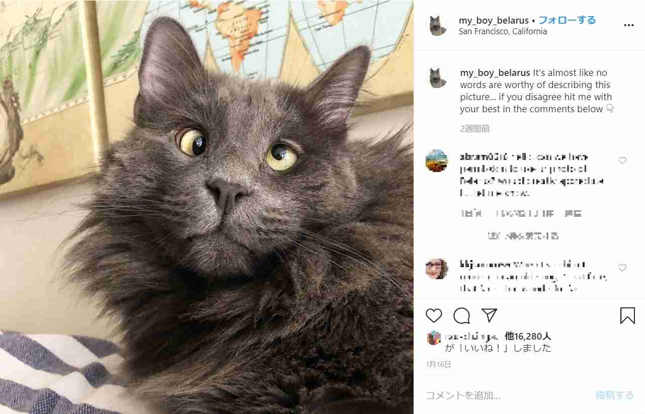 寄り目の猫がSNSで大人気　飼い主はグッズ販売の売上げを動物保護施設へ寄付（米）