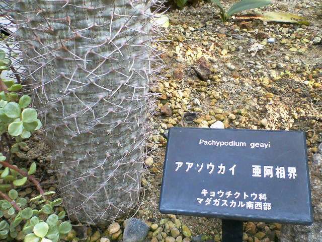 明るい雑談トピ