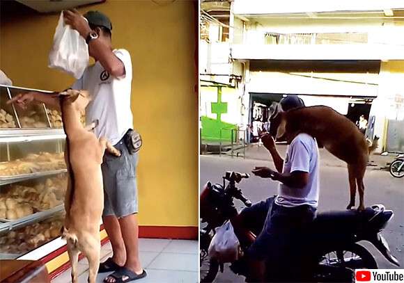 ヤギっ子かわえぇ！お父さんとバイクでパン屋に行くのが日課、ご褒美のパンがうれしくて : カラパイア