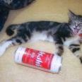 私はお母さんがノルウェー人で、いつもはお父さんと同じ日本のお酒をビールとかを... | ガールズちゃんねる - Girls Channel -
