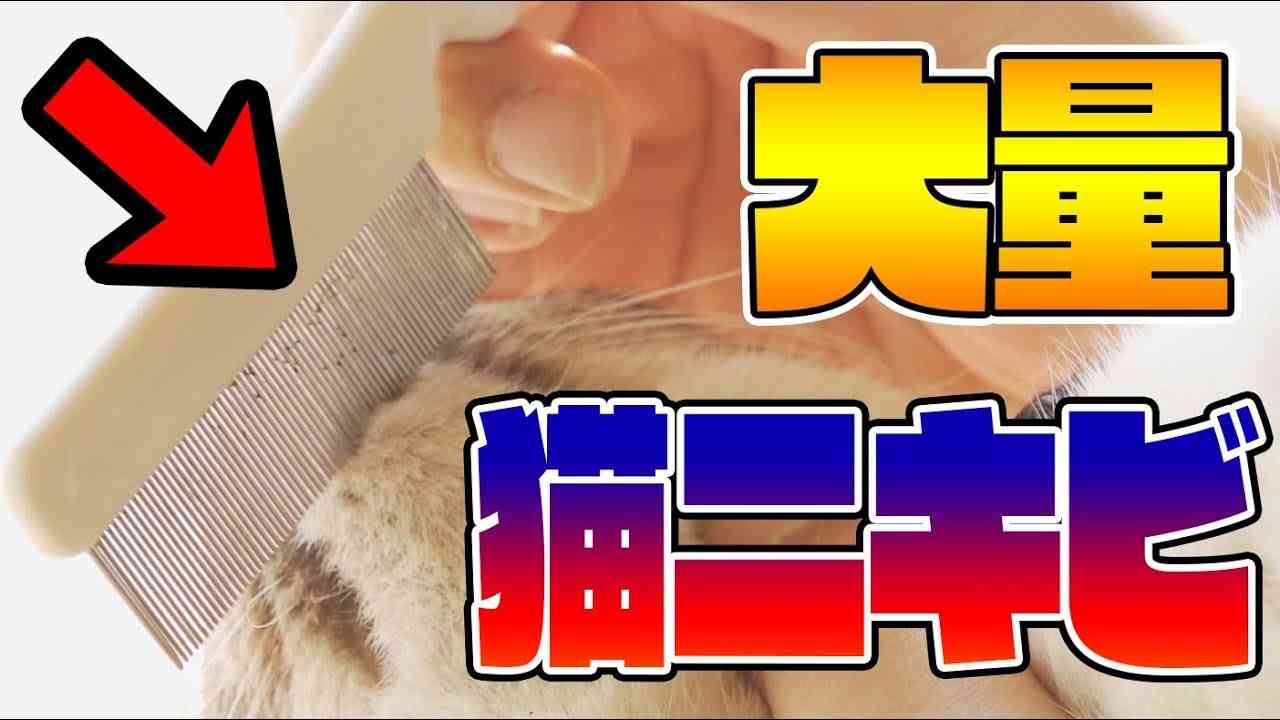 【閲覧プチ注意】飼い猫に大量の猫ニキビが出来ていた【自己流対策効き目なし】 - YouTube