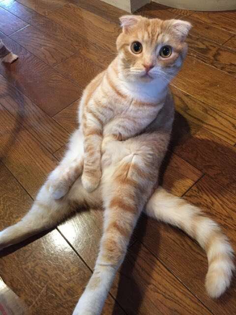 スコティッシュフォールドの「スコ座り」は実は…”かわいい”の裏にある事情に考えさせられる