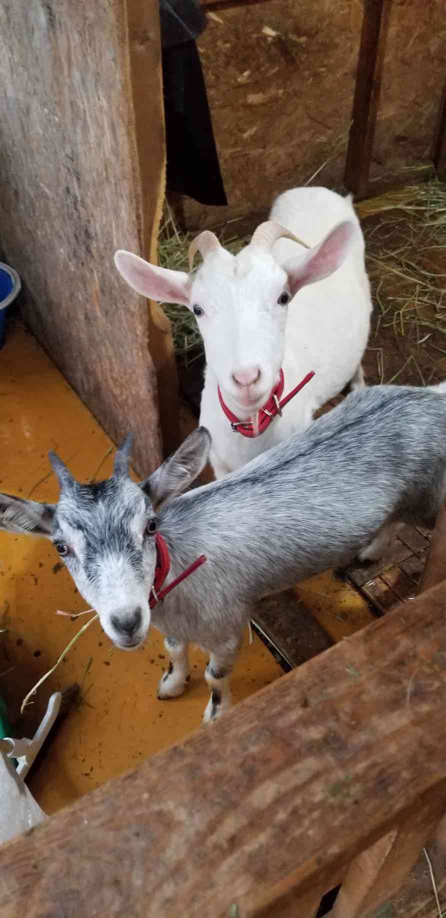 ヤギ好きな人orヤギ飼ってる人 Part 2 ガールズちゃんねる Girls Channel