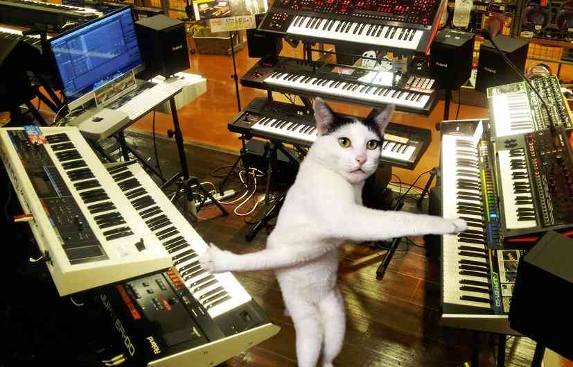 変なポーズの猫画像ください
