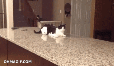 変なポーズの猫画像ください