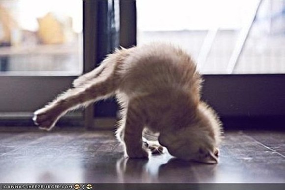 変なポーズの猫画像ください