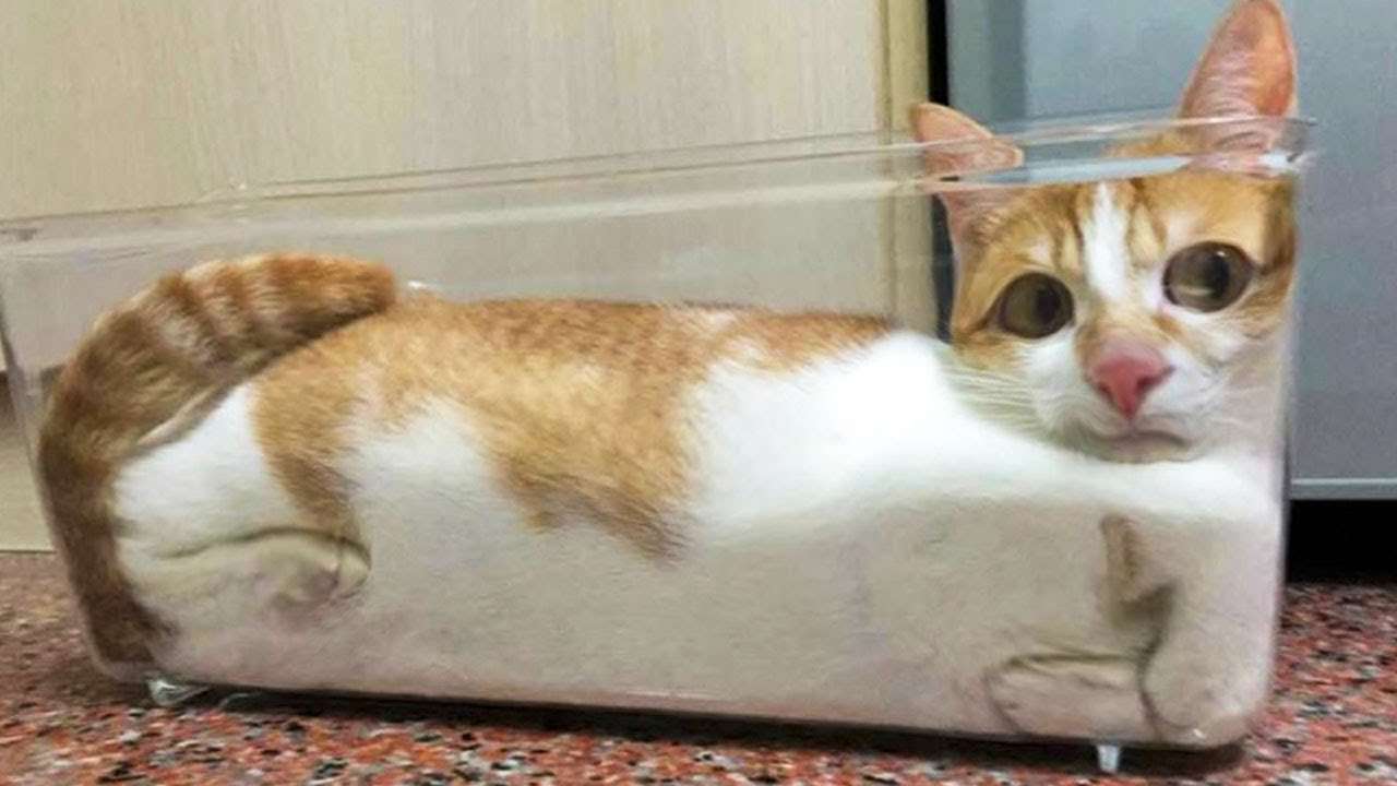 変なポーズの猫画像ください