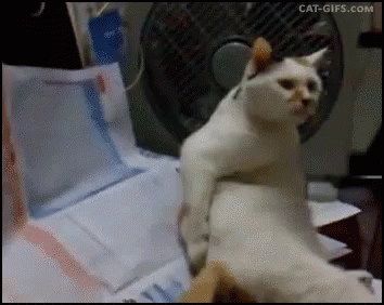 変なポーズの猫画像ください