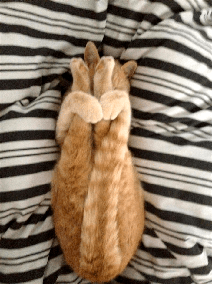 変なポーズの猫画像ください