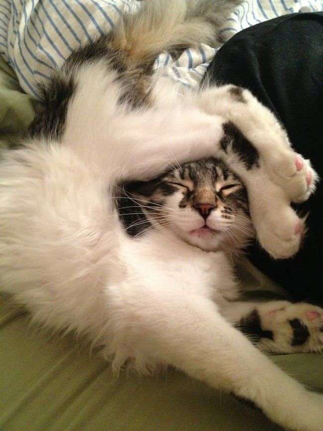 変なポーズの猫画像ください