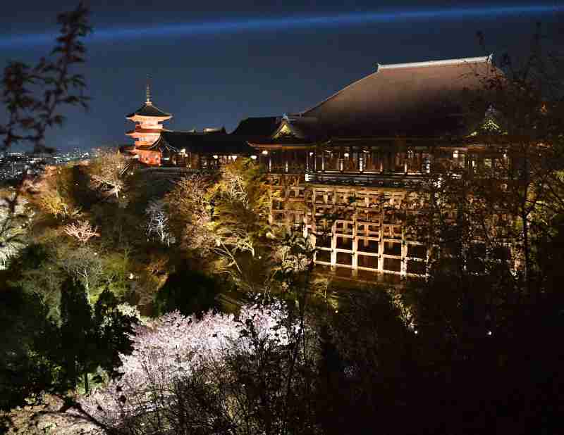 清水寺でライトアップ試験点灯　1000本の桜を照らし出す　27日から夜間特別拝観