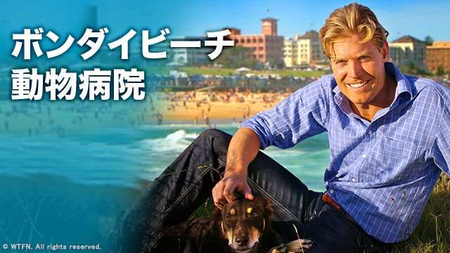 日本版を制作して欲しい海外番組