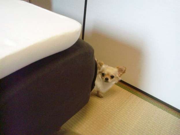 現代版『東ラブ』追加キャストに眞島秀和、高田里穂ら