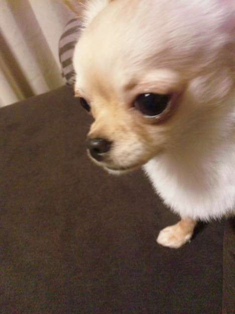 現代版『東ラブ』追加キャストに眞島秀和、高田里穂ら