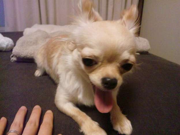 現代版『東ラブ』追加キャストに眞島秀和、高田里穂ら