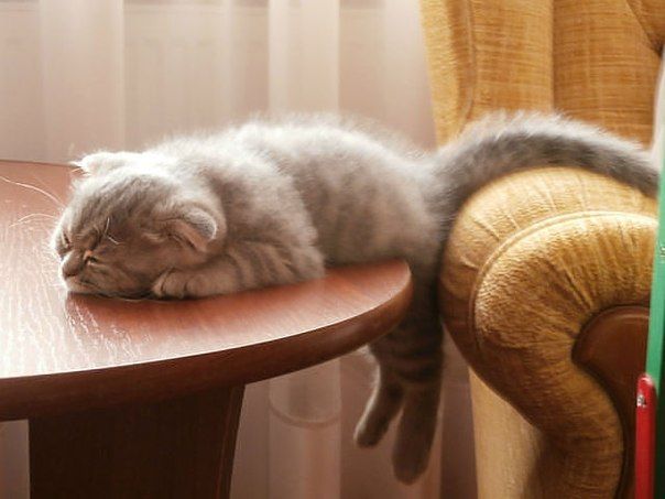 変なポーズの猫画像ください