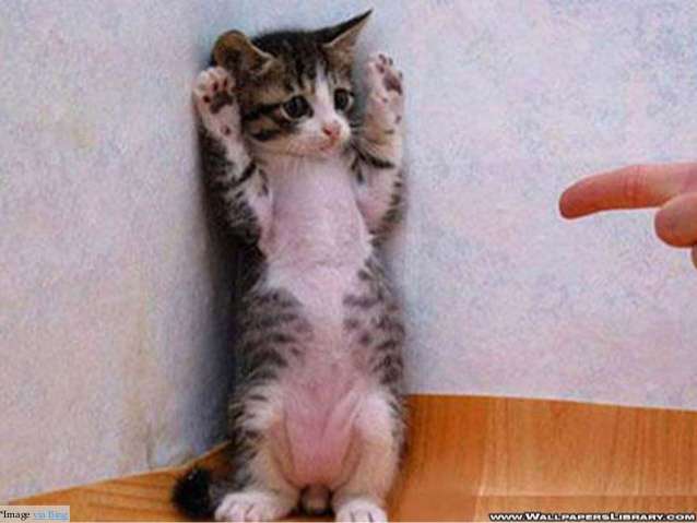 変なポーズの猫画像ください