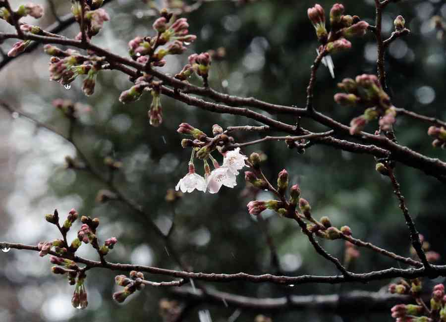東京で桜開花、最速記録　全国一番乗り