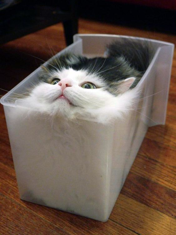 変なポーズの猫画像ください