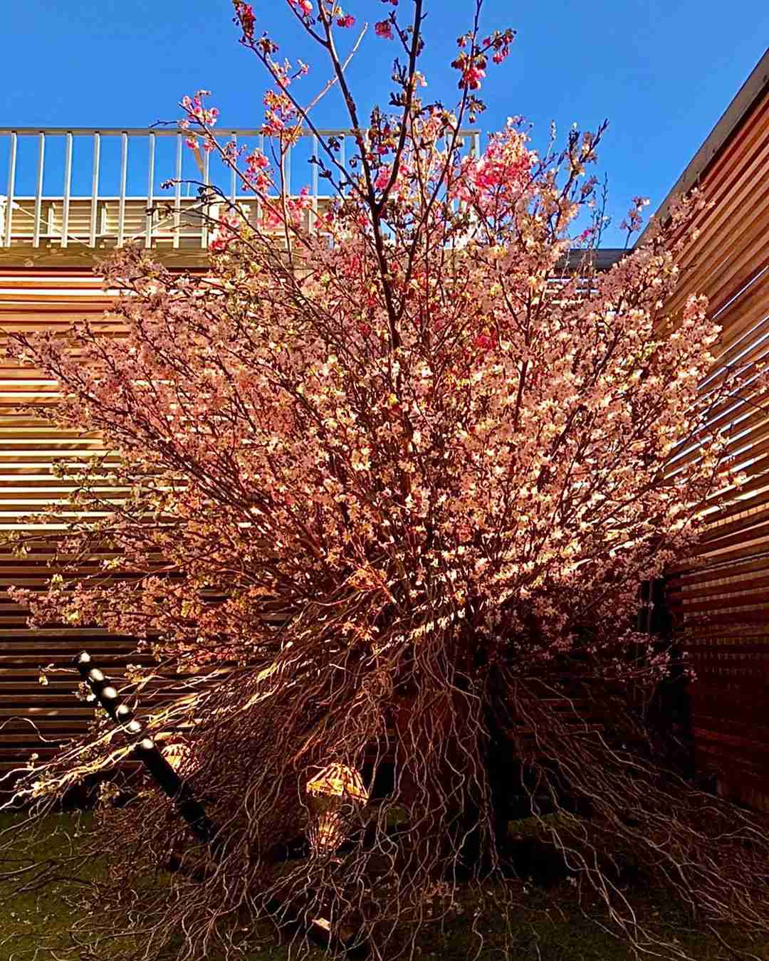 明日花キララ「桜側を家に呼ぶスタイル」自宅の豪華景観が話題