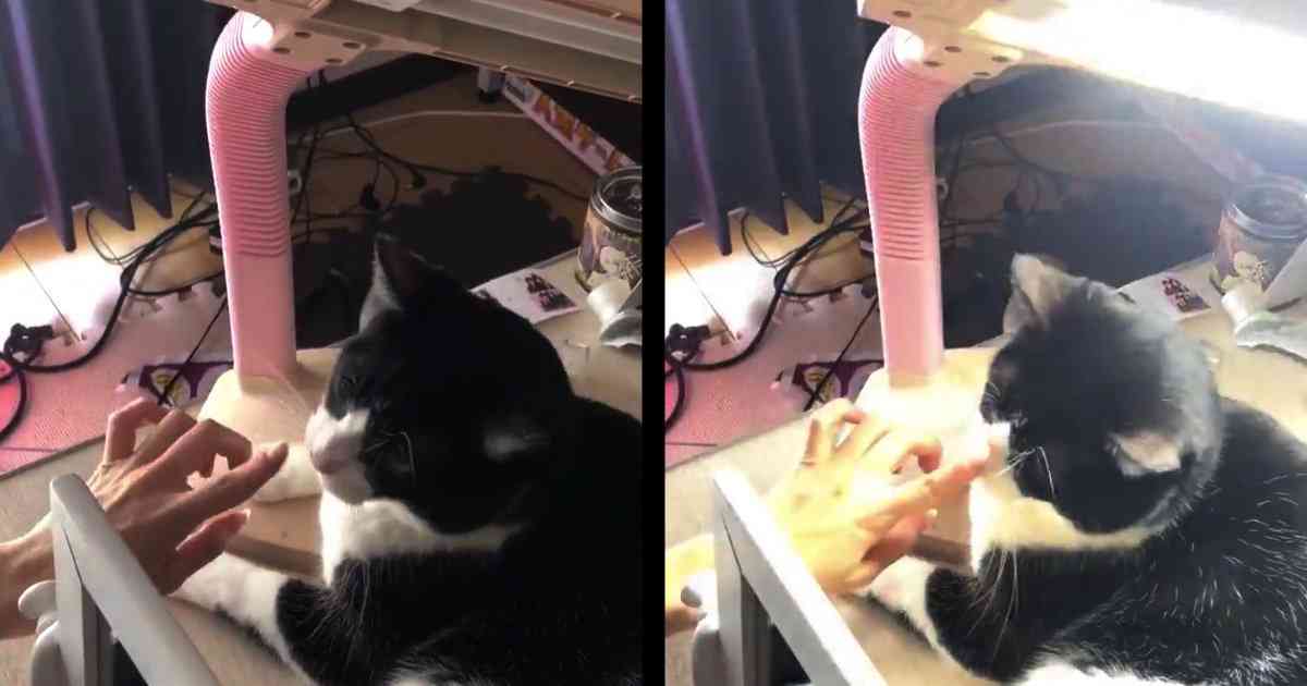 「我が家の猫がライトのスイッチになったんですが」猫の鼻を押すとライトがオンオフ出来る様になってしまい話題に
