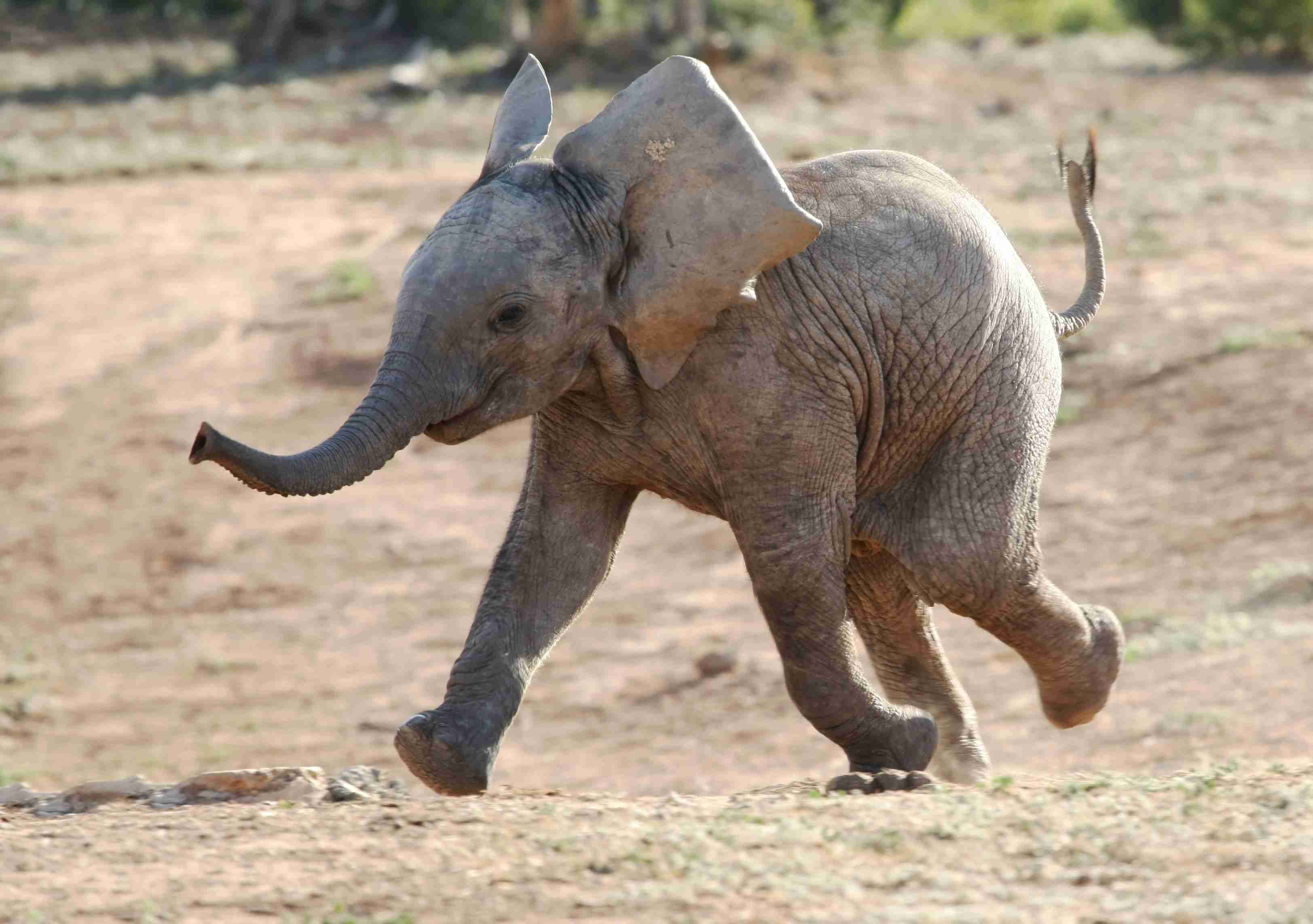 走る動物たち
