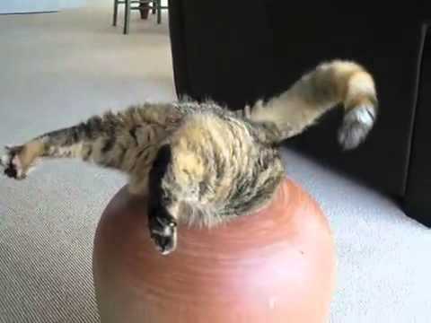 変なポーズの猫画像ください