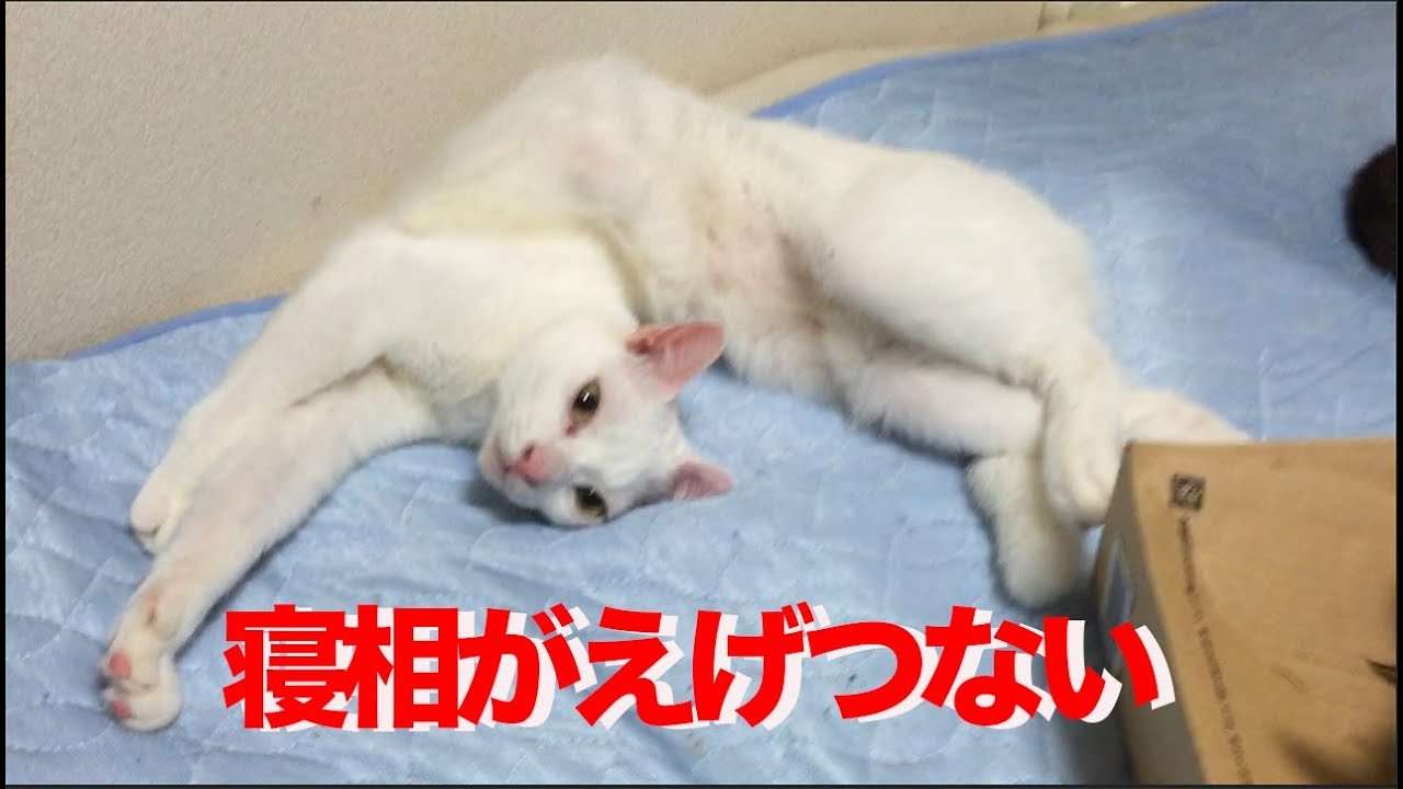 ウチューネコチャン、180度ひねりのえげつない寝相を披露する My spacecat's nasty sleeping postures - YouTube