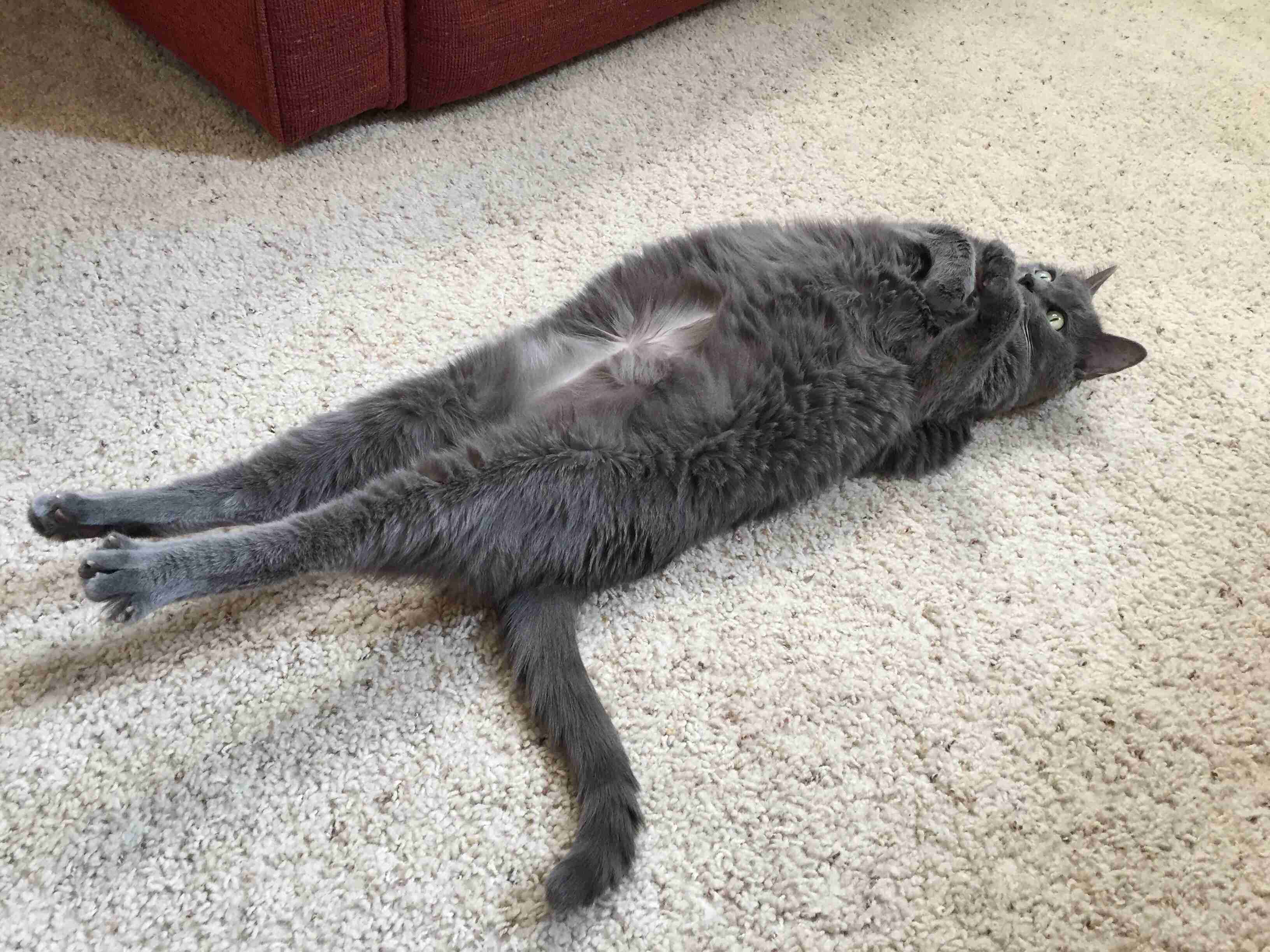 変なポーズの猫画像ください