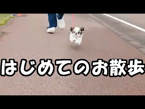 はじめてのお散歩 / first time walk the dog✨生後3ヶ月✨【シーズー 犬 / 子犬 / shih tzu dog /  puppy】 - YouTube