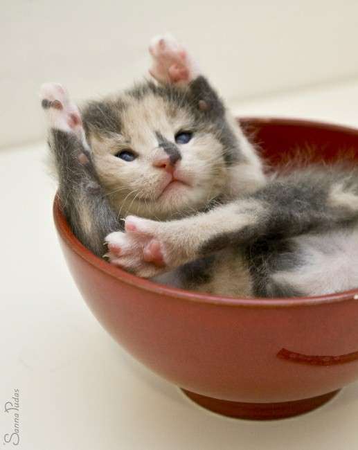 変なポーズの猫画像ください
