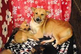  保護犬の命、千頭以上救う「保護犬ふれあいカフェ」神戸