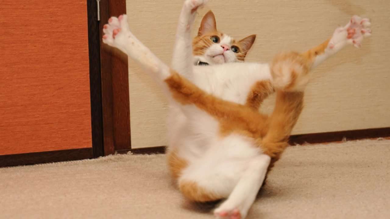 変なポーズの猫画像ください