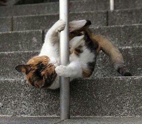 変なポーズの猫画像ください