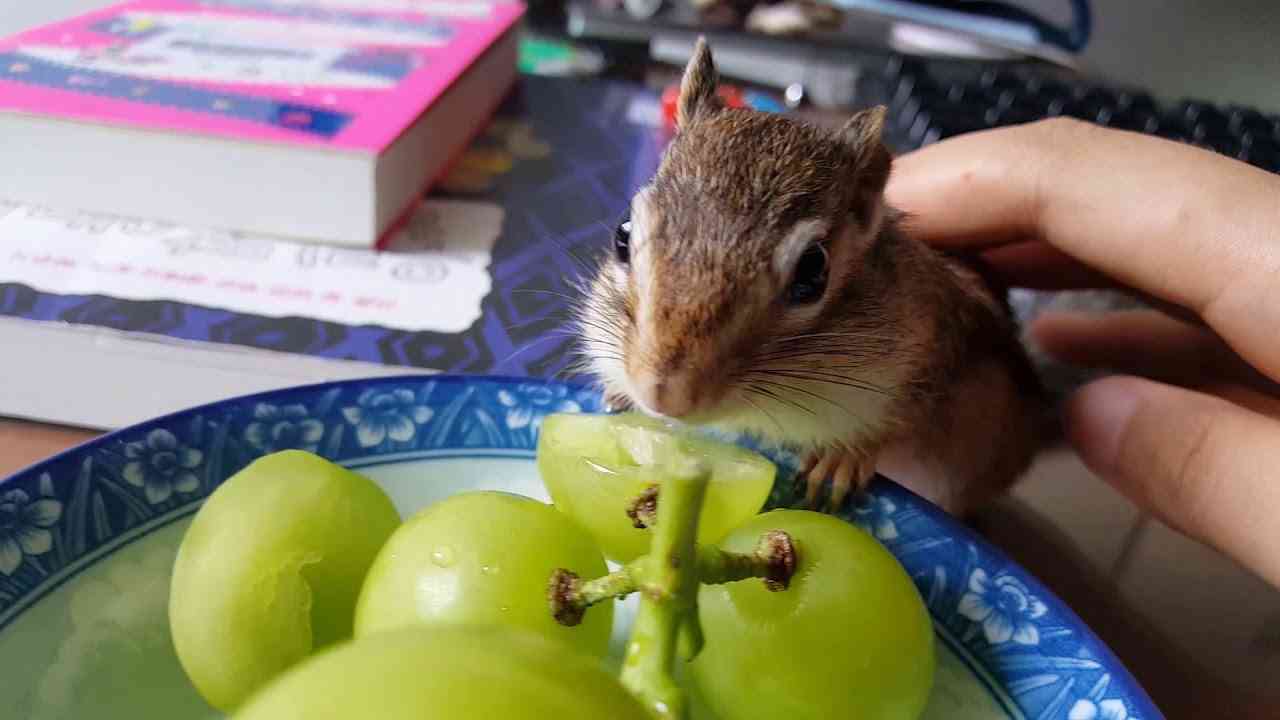 다람쥐에게 샤인 머스캣을 사줬더니 고장나버렸다 - YouTube