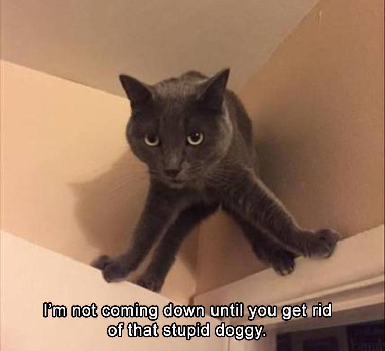 変なポーズの猫画像ください
