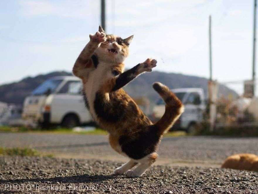 変なポーズの猫画像ください