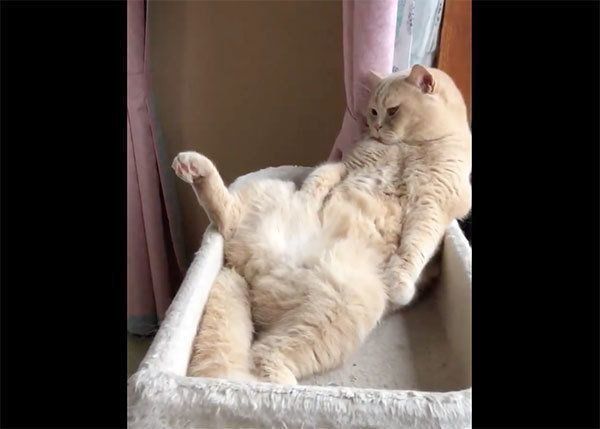 「猫ってこと忘れてません？」　日に日におじさん感が増す猫の姿