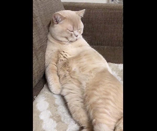 「猫ってこと忘れてません？」　日に日におじさん感が増す猫の姿